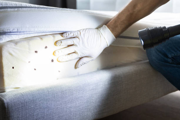 Best Flea Control Services  in Fountainebleau, FL
