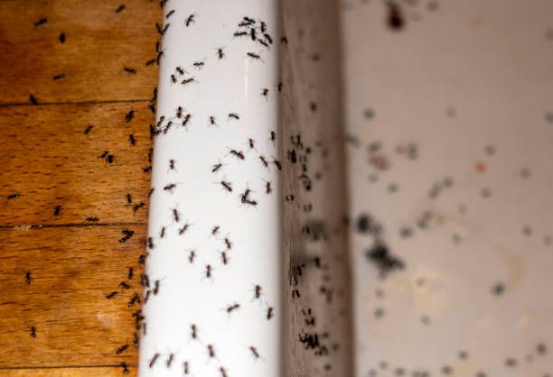 Trusted Fountainebleau, FL Pest Control Experts